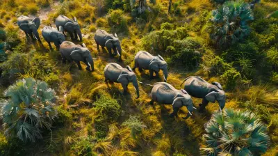 The Role of Drones in Wildlife Conservation