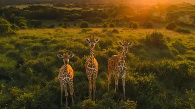 The Role of Drones in Wildlife Conservation