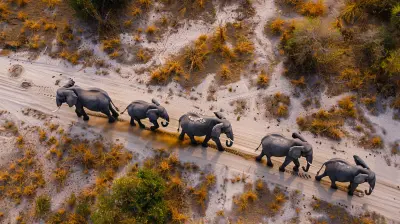 The Role of Drones in Wildlife Conservation