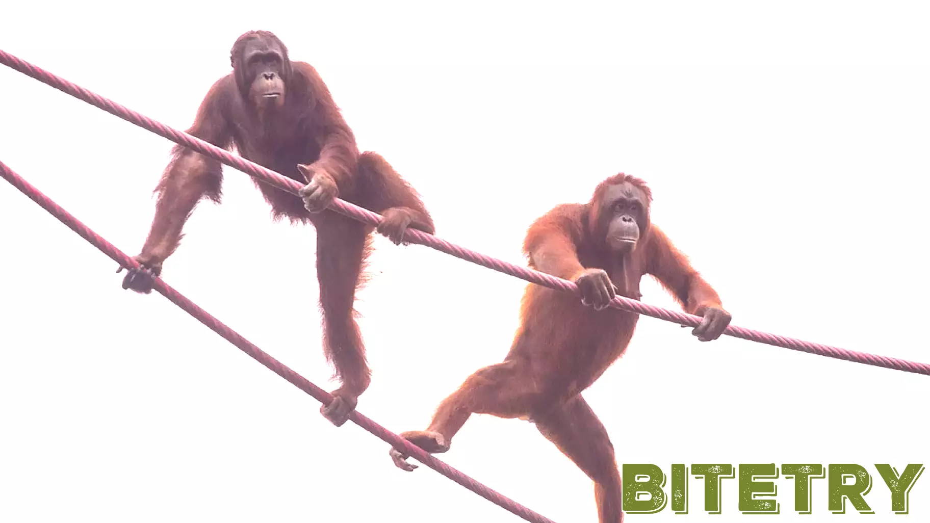 Advancements in Medical Technology Enhance Orangutan Welfare