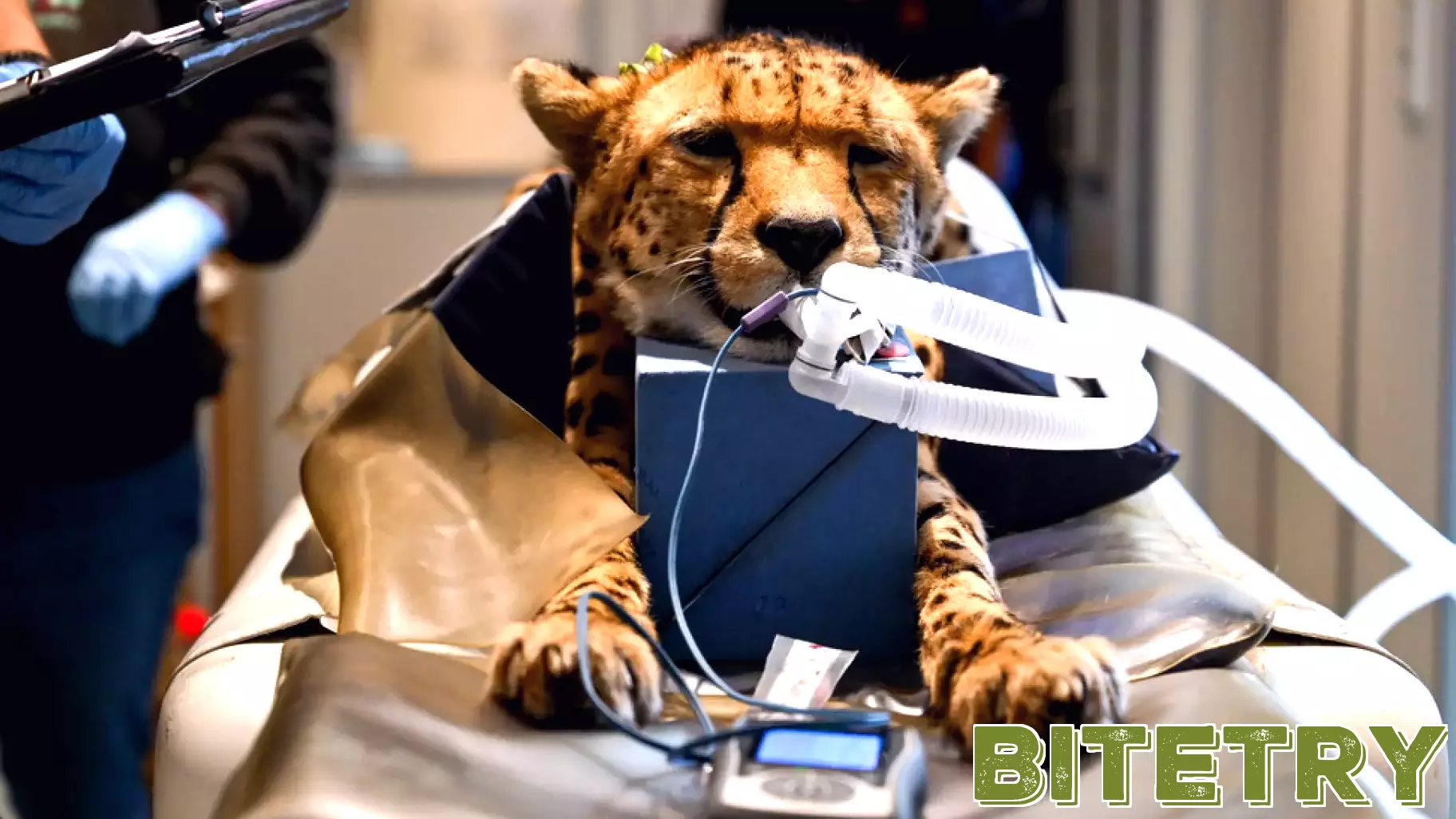 Big cat scan! Latest medical technology is used to give Kent sanctuary's majestic felines new lease of life