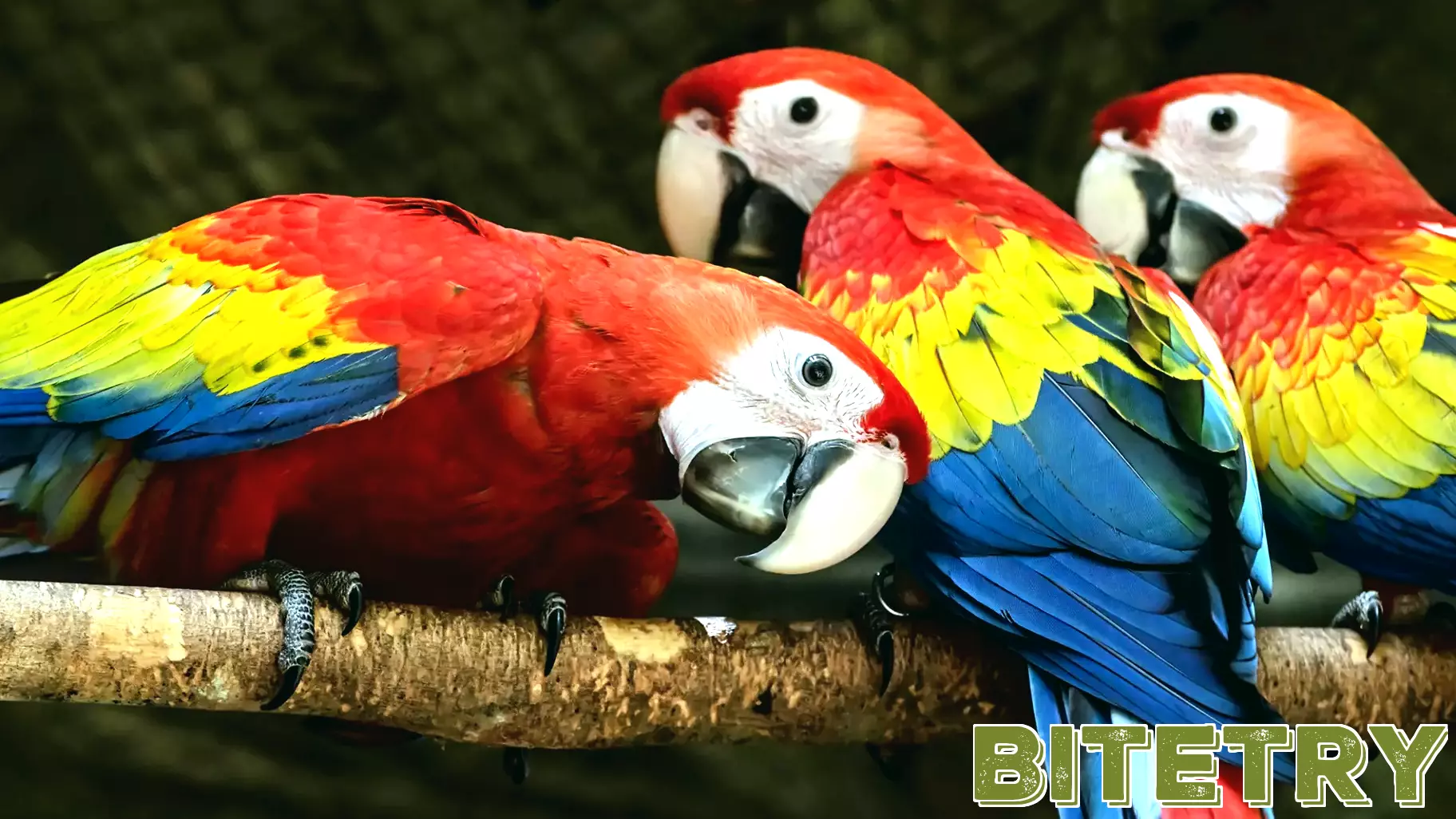 In Guatemala, new AI technology will be ‘listening’ for illegal deforestation