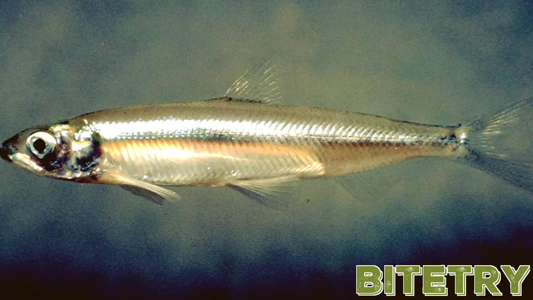 Innovative Submersible Tags Provide Insight into Small Fish Behavior