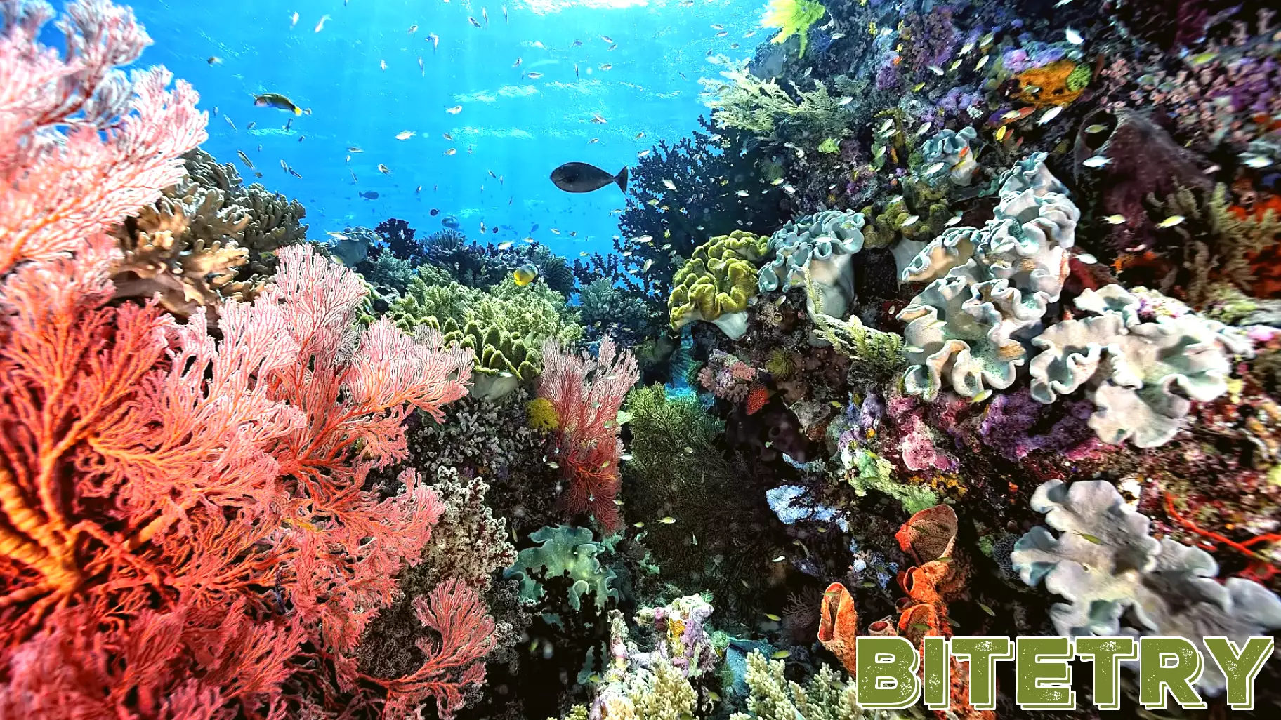 Innovative Technologies Could Enhance Coral Offspring Survival