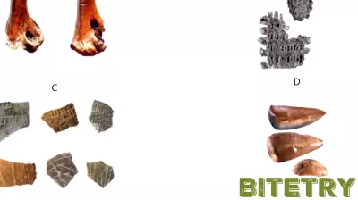 A history of containers, an ancient technology hundreds of thousands of years in the making