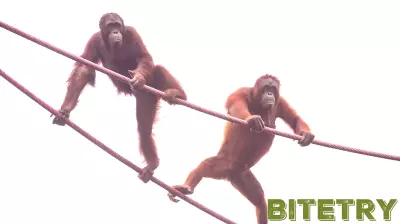 Advancements in Medical Technology Enhance Orangutan Welfare