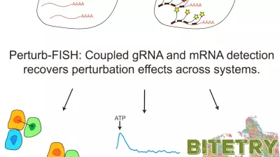 Innovative Advances in CRISPR Screening with Spatial Technology