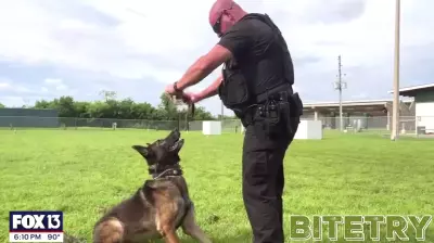 Innovative Heat Detection Technology for Police K-9s