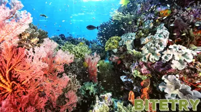 Innovative Technologies Could Enhance Coral Offspring Survival