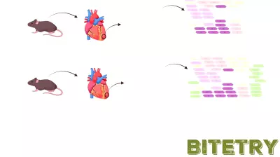 New technology helps reveal how the heart generates cells with regenerative potential